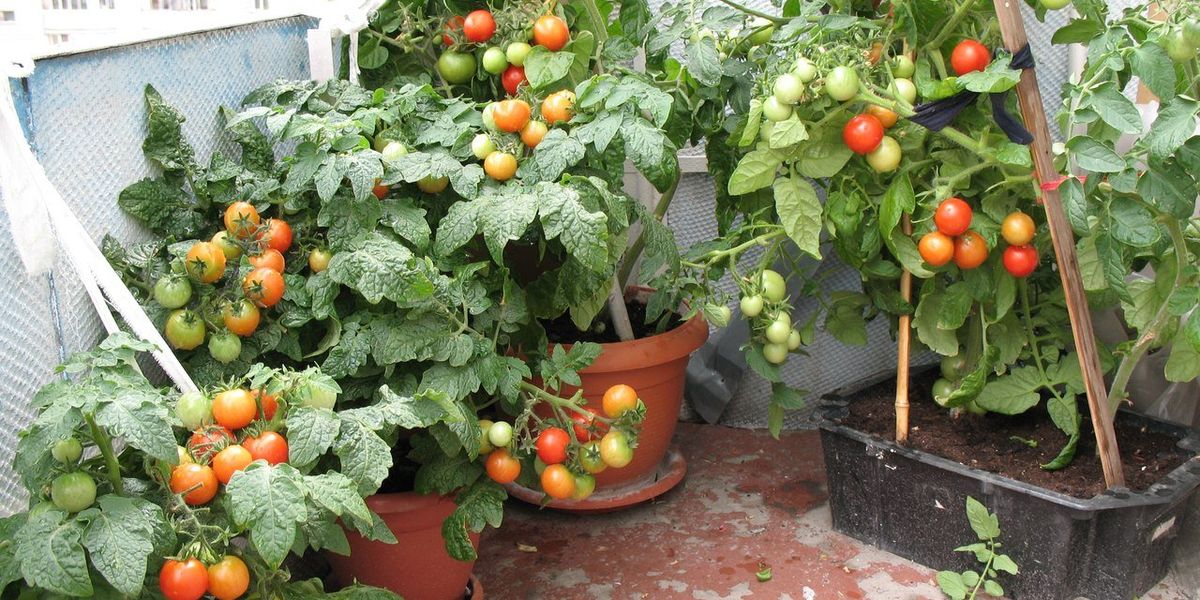 Томати на підвіконні: як правильно вирощувати помідори в кімнаті